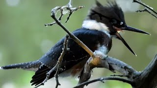 Belted Kingfisher [upl. by Bergeman]