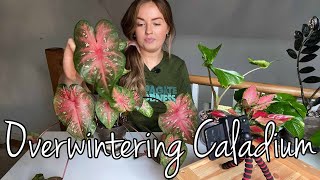 Overwintering Indoor Caladium  Storing Caladium During Winter [upl. by Assenahs388]