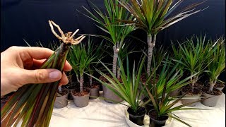 How to grow Dracaena plants from cuttings [upl. by Meier433]