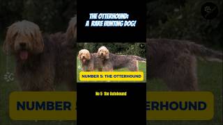 The Otterhound A Rare Hunting Dog [upl. by Lavona]