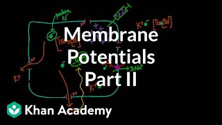 Membrane potentials  part 2  Circulatory system physiology  NCLEXRN  Khan Academy [upl. by Inkster]