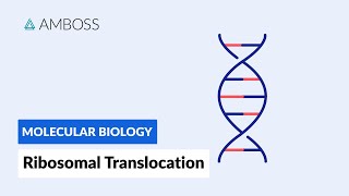 Ribosomal Translocation To the Endoplasmic Reticulum [upl. by Addia627]