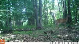 Whitetail Deer Vocalization Snort and Warning Foot Stomp [upl. by Bollinger]