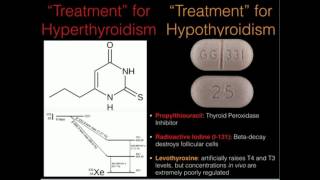 Thyroid Peroxidase and Thyroid Treatments [upl. by Ellemaj174]