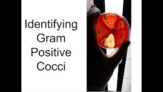 Identifying Bacteria Part 1 Gram Positive Cocci [upl. by Tiebout]