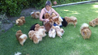 Pomeranians very HAPPY to see mom when she came back  Anjula Pomeranians Toypoms [upl. by Culberson]