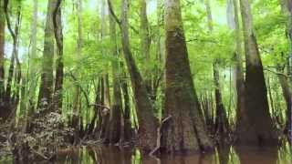 Congaree National Park [upl. by Jada]