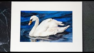 White Swan Watercolor Painting Wildlife Art Swan Floating on Lake [upl. by Horan363]