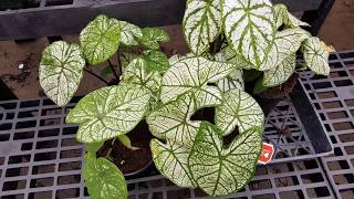 How to grow Caladiums  Donna Joshi [upl. by Mailiw]