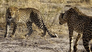 LEOPARDO vs GUEPARDO  ¿Quién Ganaría  EPIC VERSUS 🐆 [upl. by Nyhagen]