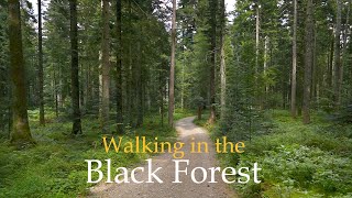 Beautiful Forest Walk in Black Forest Germany • Calming Forest Sounds • Relaxing Forest Video [upl. by Riccardo]