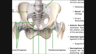 The Sacroiliac Joint Part 1  Major Ligaments amp Structures [upl. by Maryn49]