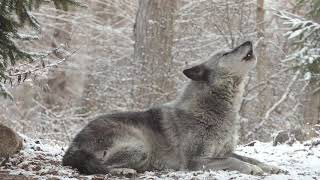 Wolfs Sweet Voice Inspires 50 Wolves to Howl [upl. by Claudia109]