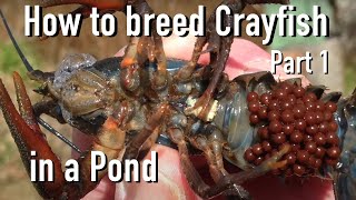 How to Breed CrayfishCrawfish in a Pond 🦞 Part 1 [upl. by Anna-Diane934]