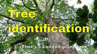 Tree identification uk [upl. by Tenney]