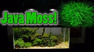 How To Grow Aquarium Moss amp Liverwort Java Moss part 3 [upl. by Casavant]