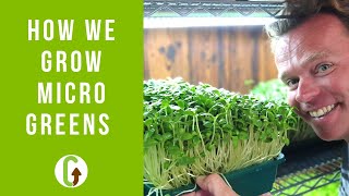 How To Grow Microgreens Small Scale Microgreens Farm Tour  GroCycle [upl. by Atilem]