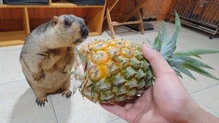 divine sound when marmot eats pineapple [upl. by Esinaj432]