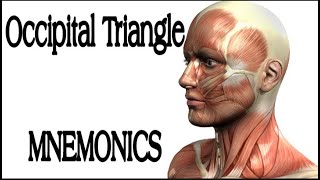 Occipital Triangle Contents MNEMONICS  Memorize in 2 minutes [upl. by Lentha]