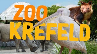 Zoo Krefeld  Klein aber oho  ZooEindruck [upl. by Aiki]