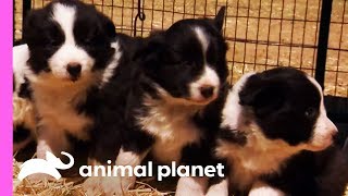 Baby Border Collies Start Learning To Herd  Too Cute [upl. by Naenej]