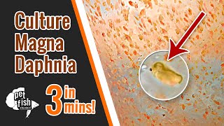 How to culture DAPHNIA MAGNA  The easy way [upl. by Moser854]