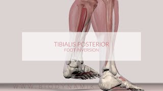 Tibialis Posterior Muscle Function Foot Inversion [upl. by Zohara]