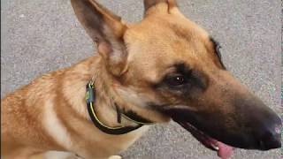 Belgian Malinois German Shepherd Cross  Hunter  Dog Training in London [upl. by Earased279]