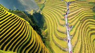 CHINAS UNBELIEVABLE RICE TERRACES TURNED INTO STUNNING TOURIST ATTRACTIONS [upl. by Cott]