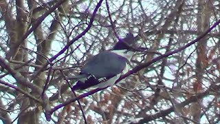 Belted Kingfisher M 5 [upl. by Aiht]