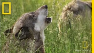 How Did Wolves Evolve  National Geographic [upl. by Immij]