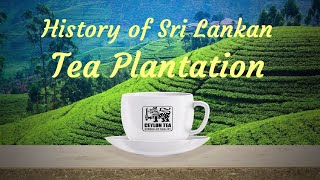 Ceylon Tea  History of Sri Lankan Tea Plantation [upl. by O'Mahony]