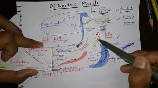 Digastric muscles some important point [upl. by Enoid]