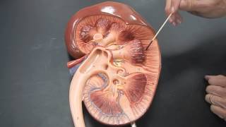 Basic kidney anatomy Part 1 [upl. by Llewoh]