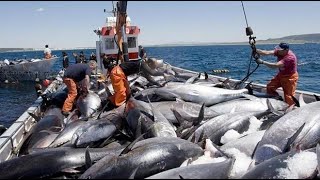 ASI se PESCA USANDO LINEA con 10 ANZUELOS DESDE ORILLA PESCA con ESPINEL [upl. by Yrakcaz]