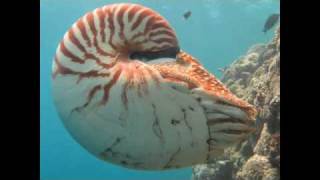 The Chambered Nautilus [upl. by Nosretep]