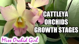 Growth stages of Cattleya orchids [upl. by Nylessoj]