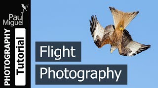 How to Photograph Birds in Flight Canon 1DX [upl. by Adraynek]