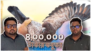 Most expensive pigeon of BANGLADESH🇧🇩 [upl. by Angelia]