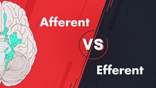 Afferent vs Efferent  Cranial Nerve Modalities [upl. by Sievert]