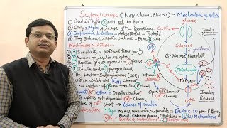 Diabetes Mellitus Part10 Mechanism of Action of Sulfonylurease  Antidiabetic Drugs  Diabetes [upl. by Enial]