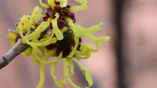 Witch Hazel Plant Profile [upl. by Anairad]