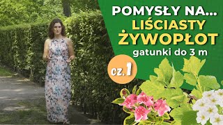 Jakie rośliny na żywopłot cz1 — Żywopłoty liściaste do 3 m [upl. by Enra696]