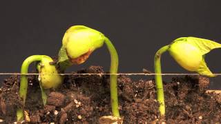 Lima Bean Time Lapse [upl. by Atsocal]