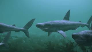 Basking shark group behaviour video [upl. by Rabush685]