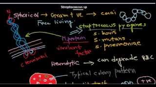 Streptococcus introduction [upl. by Shiff]