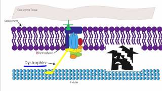 Muscular Dystrophy [upl. by Rustin]