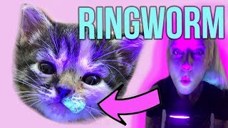 Helping Kittens with Ringworm [upl. by Ahsenauj]