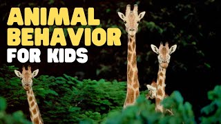 Animal Behavior for Kids  Learn about innate behavior learned behavior and more [upl. by Guise]