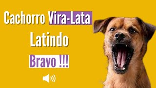 Latido de Cachorro ViraLata  BRAVO [upl. by Violet]